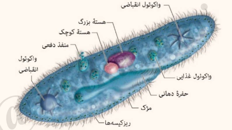 گروه آموزشی نومیرا
