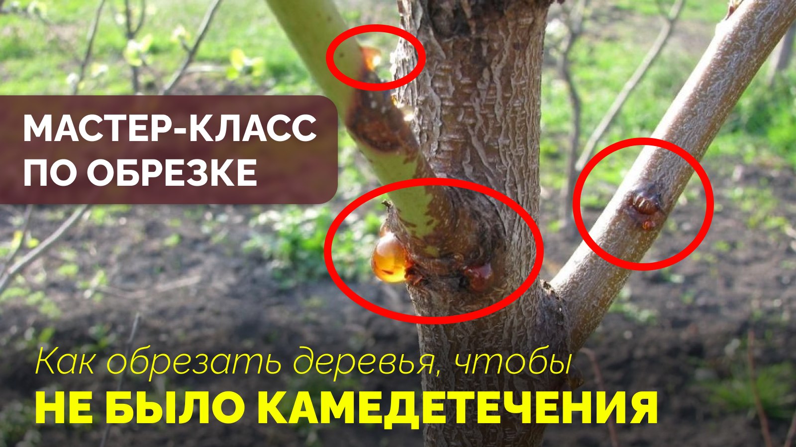 Мастер-класс по обрезке деревьев