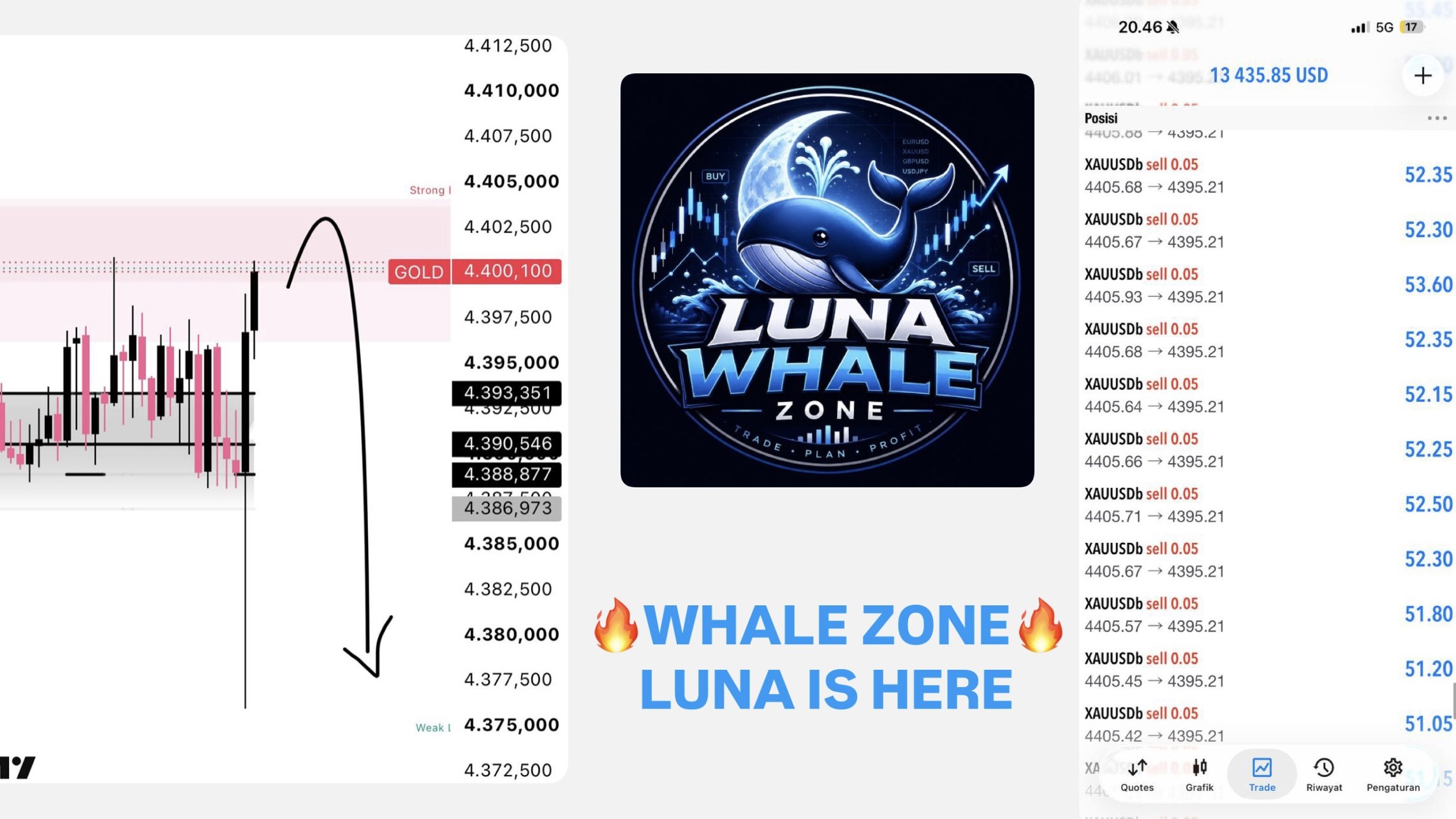 Luna Whale Zone 🐳